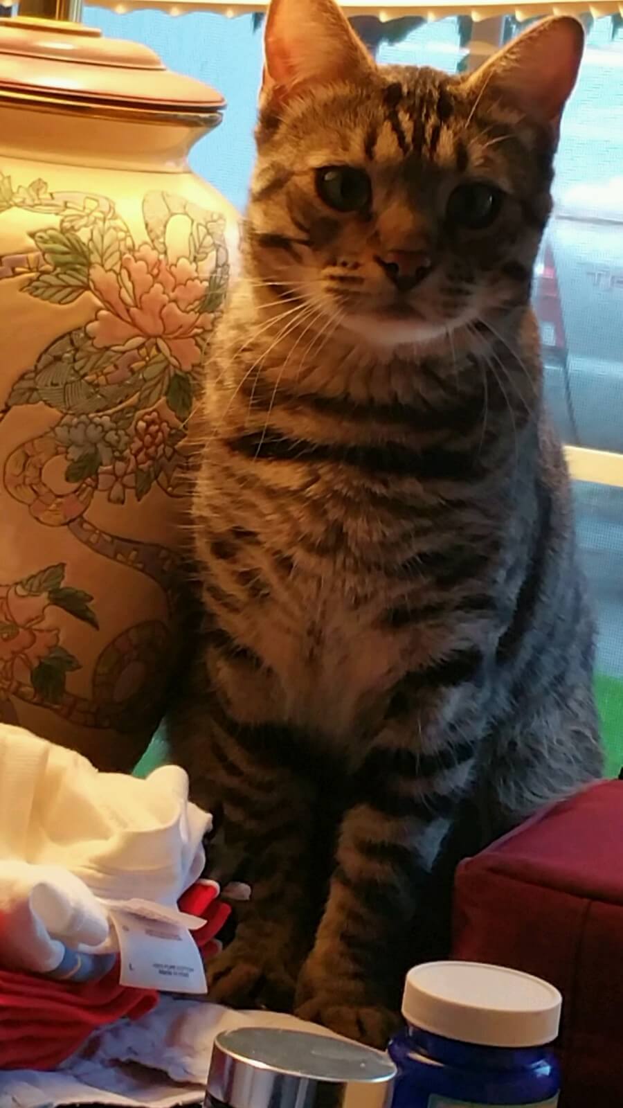 JAZZY  BOY....   MY PARENTS  BENGAL  CAT,  I BOUGHT  FOR THEM.....