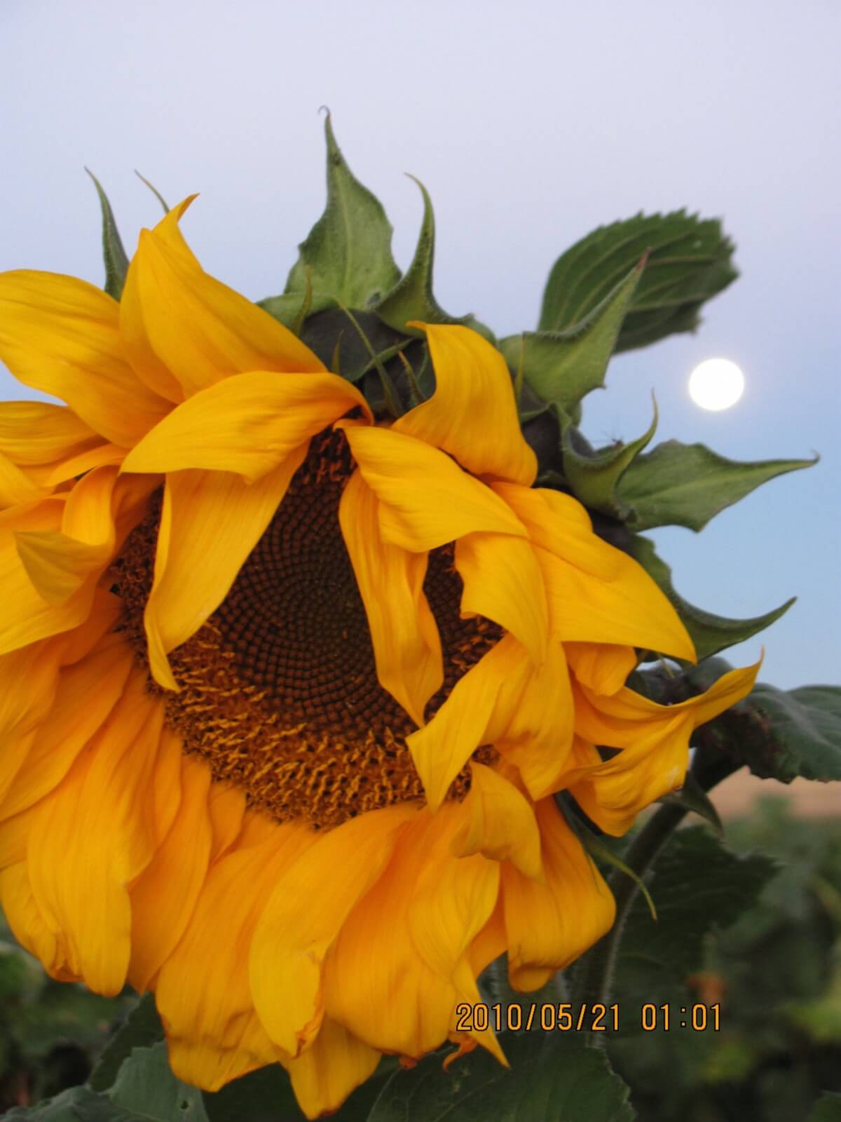 THE  MORNING  OF  THE  "THIRD, AND LAST BLOOD  MOON"  FOR  AWHILE