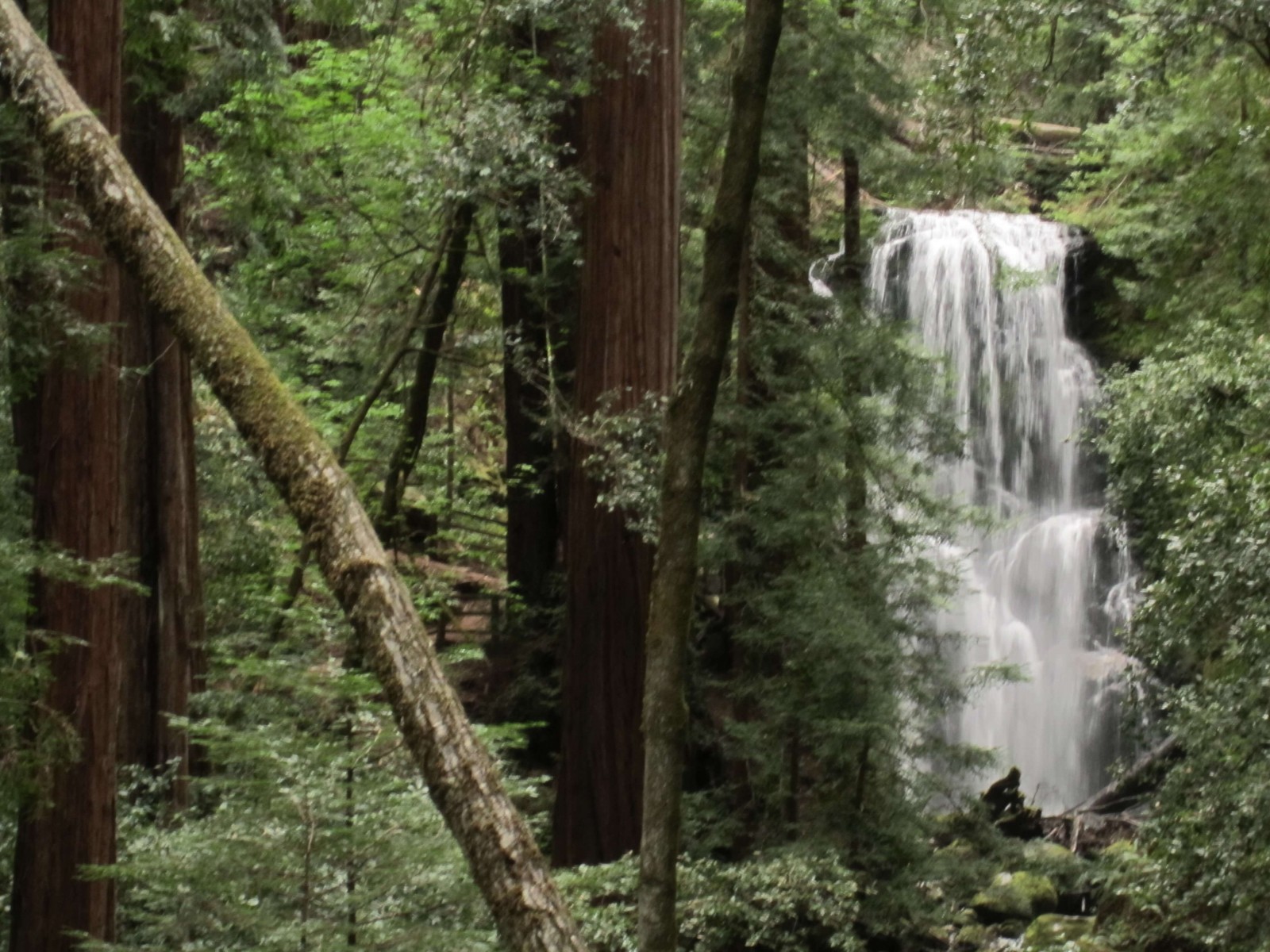 Redwood State Park, CA