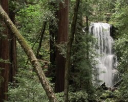 Redwood State Park, CA