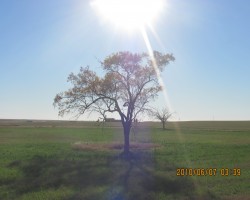 THE  TREE  OF  LIFE