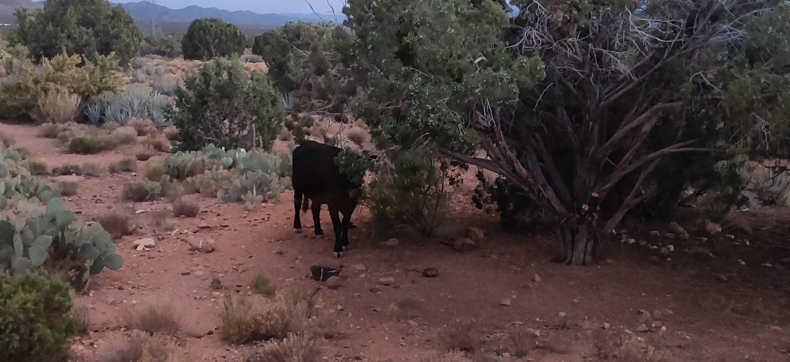 Moo
