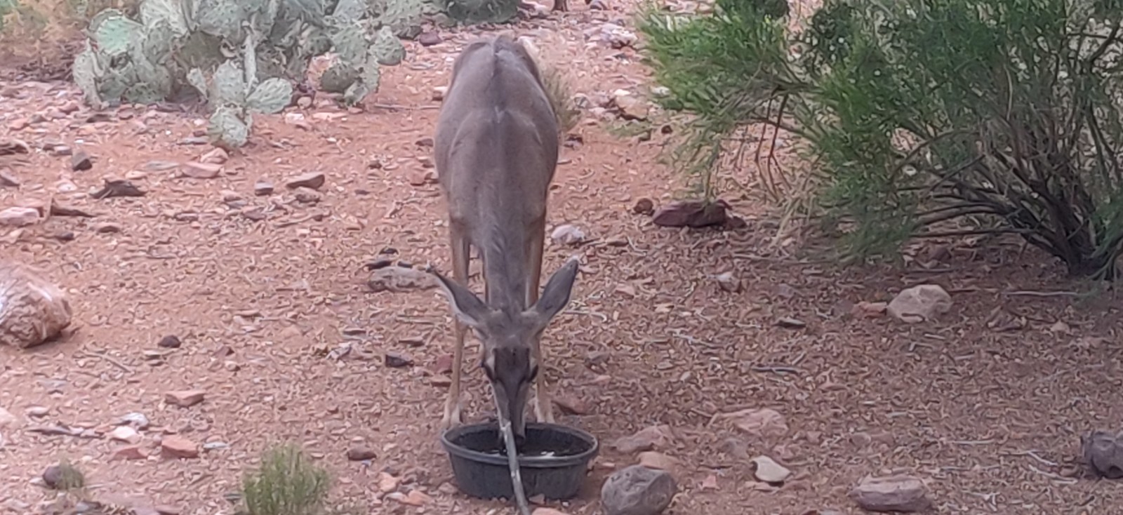 Thirsty baby