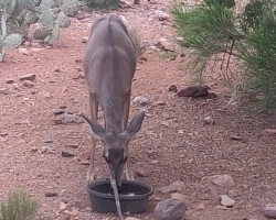 Thirsty baby