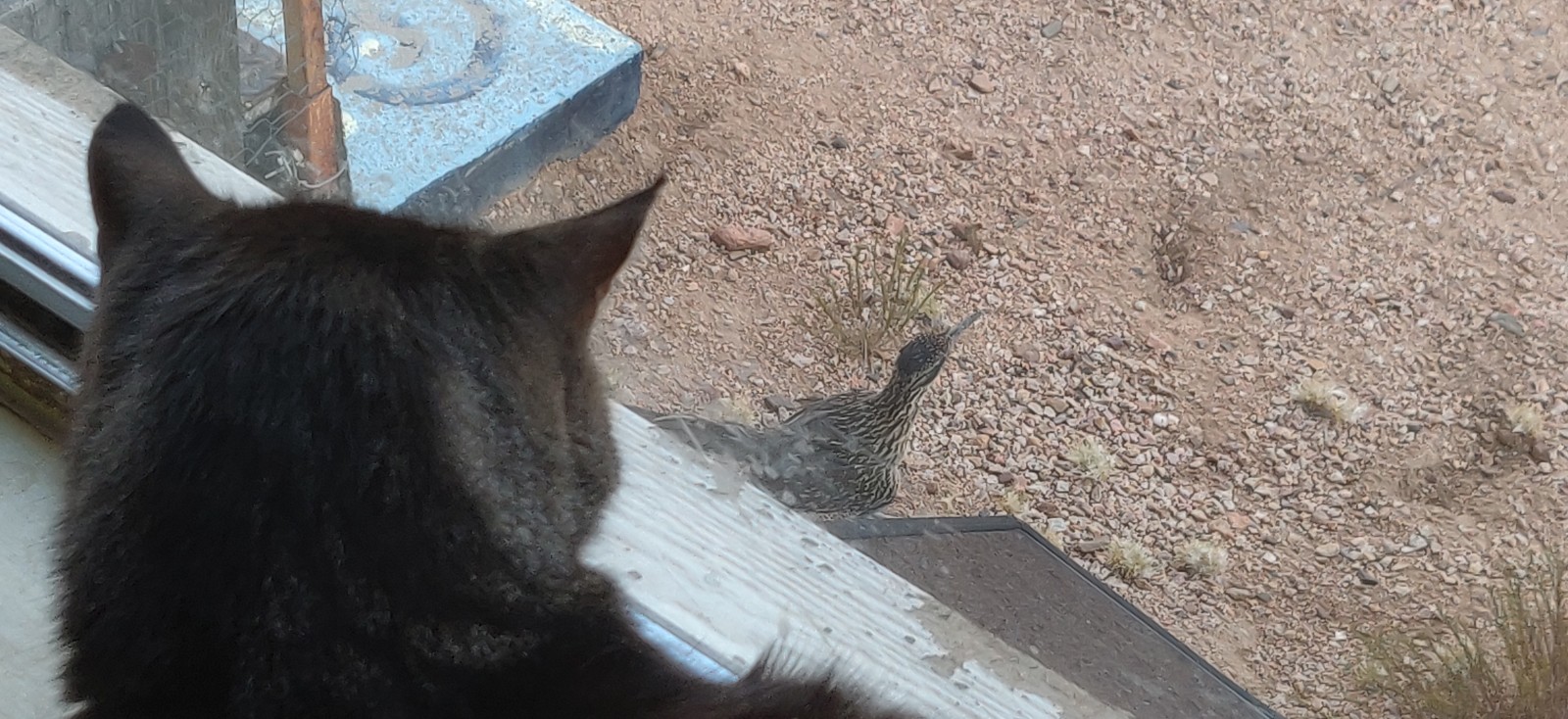 I think this conversation is over with, I'm going to go find a lizard, meep meep