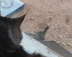 I think this conversation is over with, I'm going to go find a lizard, meep meep