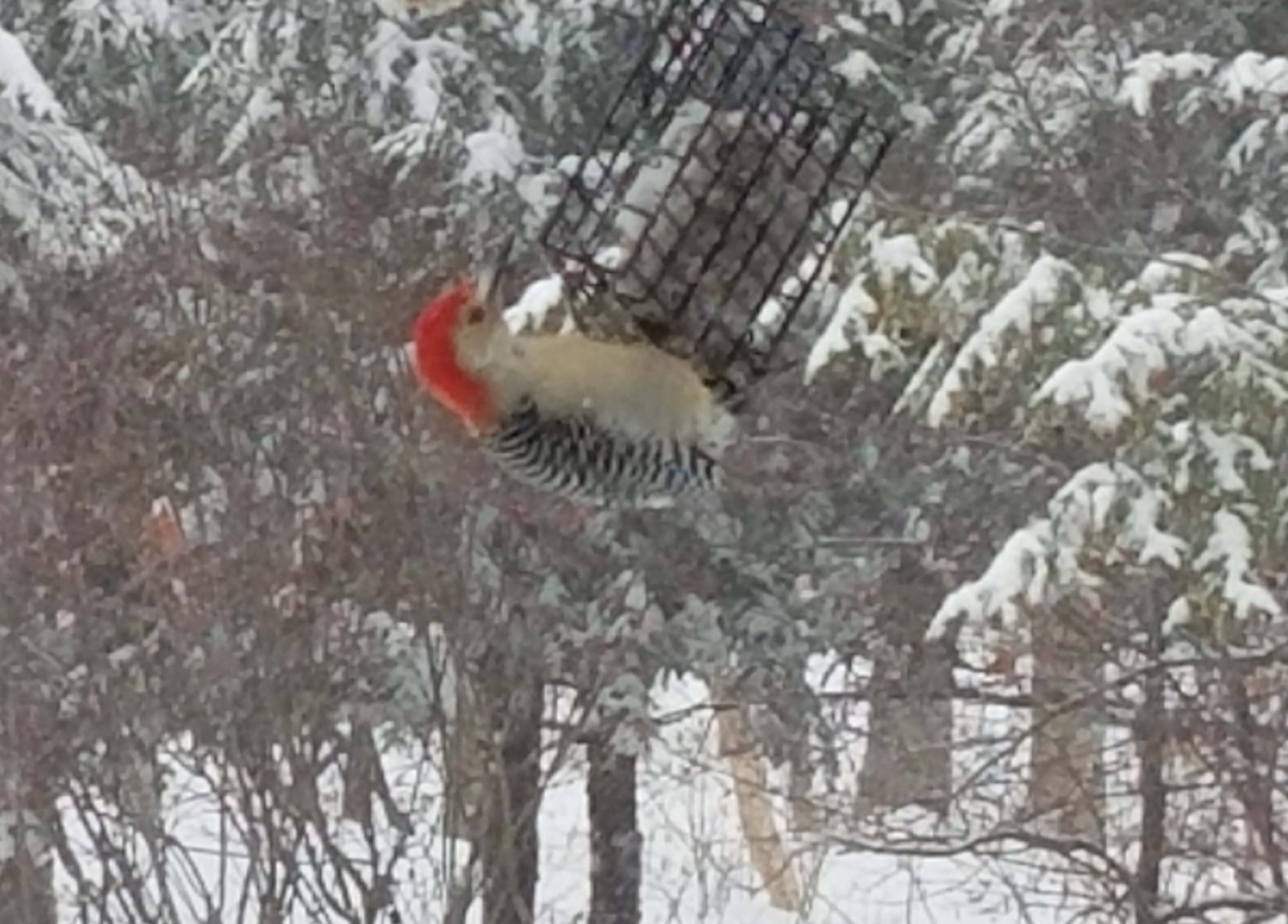 back yard bird feeders / woodpecker