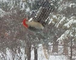 back yard bird feeders / woodpecker