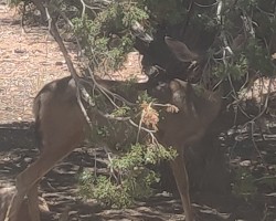 Doe a deer a female deer