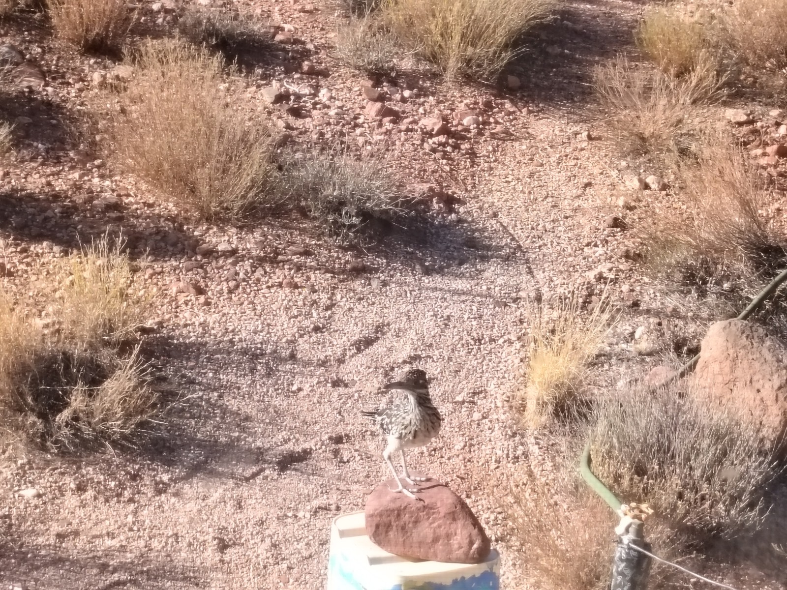 Baby Roadrunner
