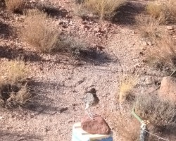 Baby Roadrunner