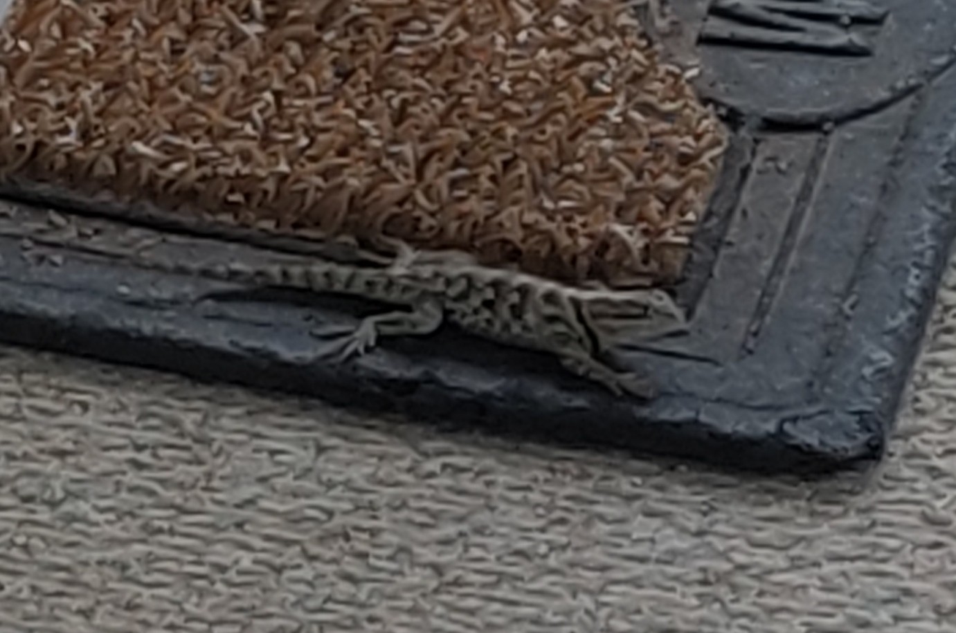 Hanging with Mr. Lizard