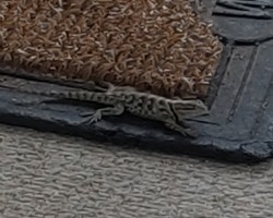 Hanging with Mr. Lizard