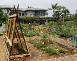 Garden Project at:
San Diego Authority of Port / Community Vegetable garden at Front and Jupiter Streets