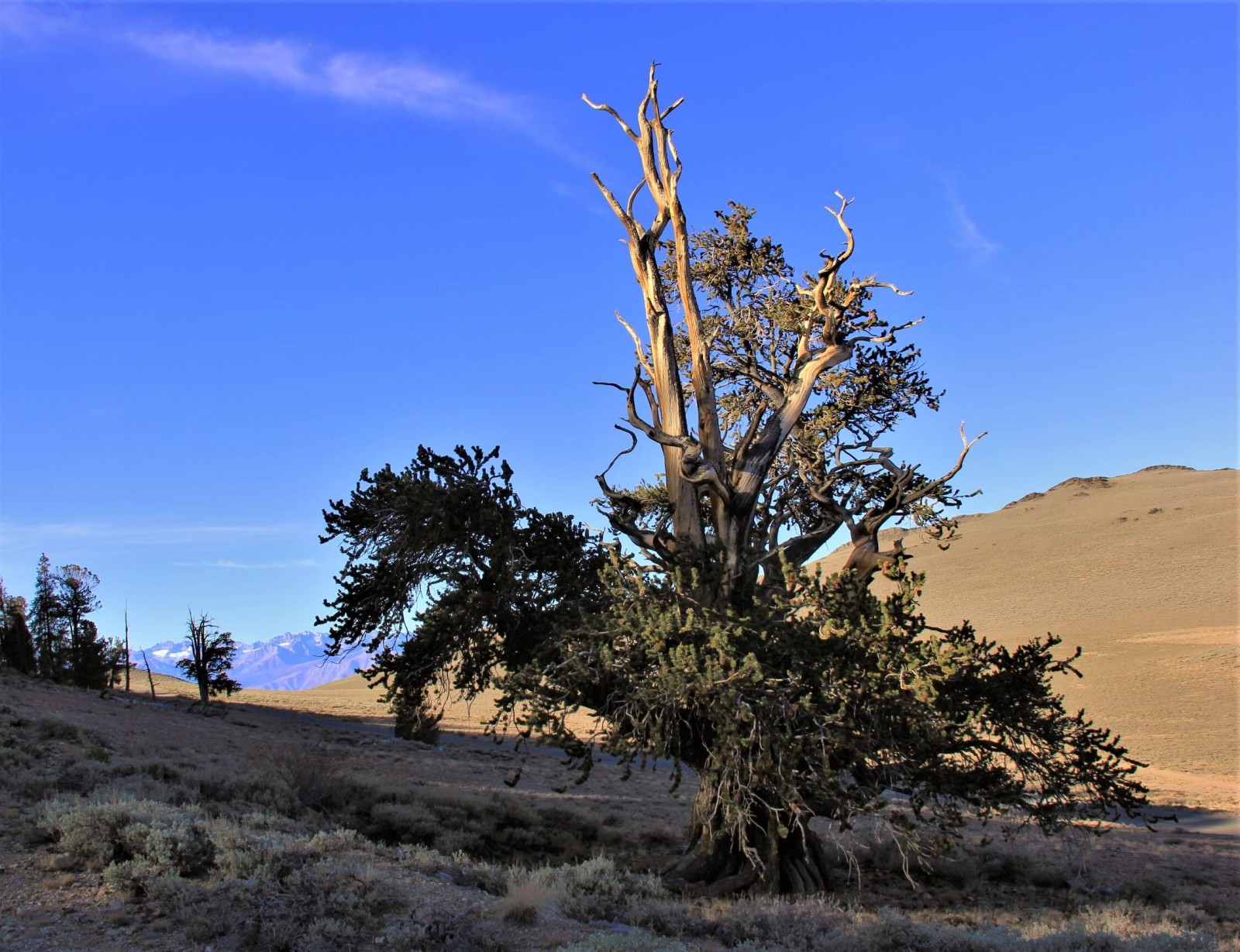 Bristlecone Pine, oldest living organism