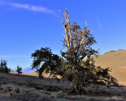 Bristlecone Pine, oldest living organism