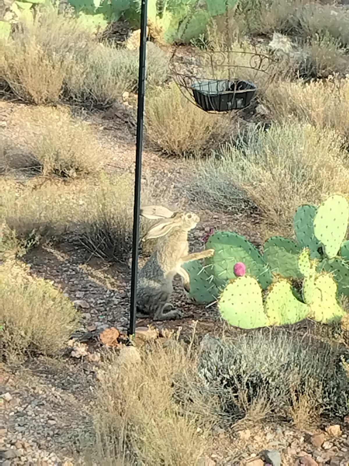Mr. Hare
