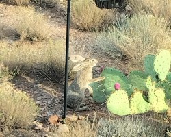 Mr. Hare
